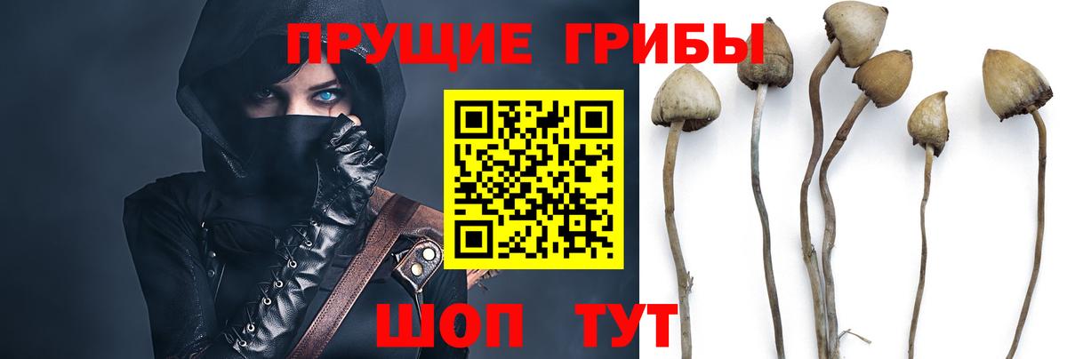 где можно купить наркотик  Псилоцибиновые грибы Psilocybine cubensis  Вход с VPN  Горно-Алтайск 